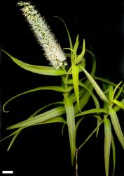 Veronica tairawhiti. Sprig. Scale = 10 mm.
 Image: M.J. Bayly & A.V. Kellow © Te Papa CC-BY-NC 3.0 NZ